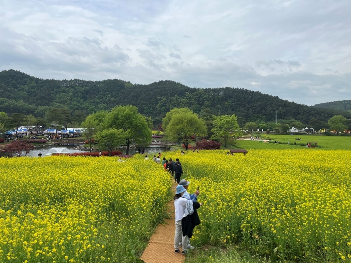 예천의 봄, 회룡포 봄꽃축제