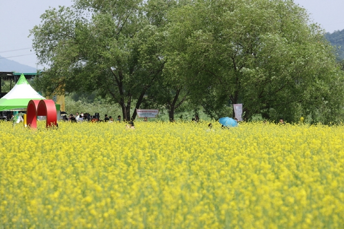 고양특례시 2024창릉천유채꽃축제 현장