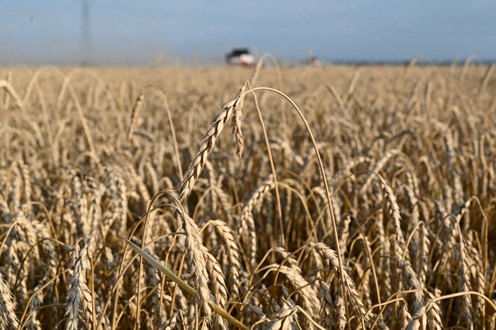 RUSSIA-AGRICULTURE/WHEAT