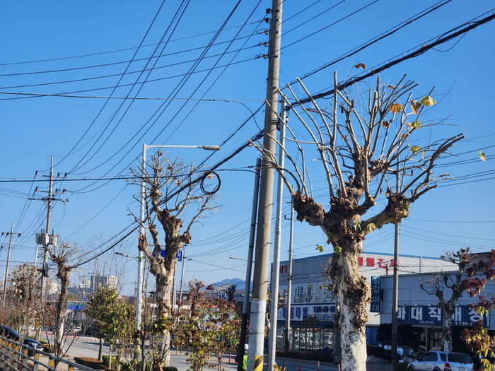 가지치기를 한 가로수