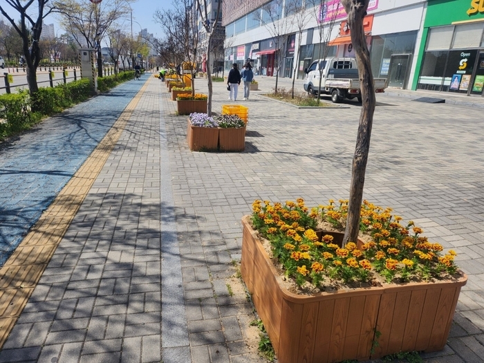 익산시, 40만 본 봄꽃으로 도심 화사하게 수놓아