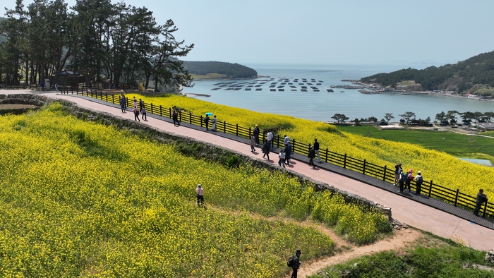 '샛 노란 유채꽃 절정' 청산도 슬로걷기 축제, 인파로 북적북적
