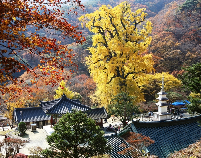 양평 용문사 천년은행나무