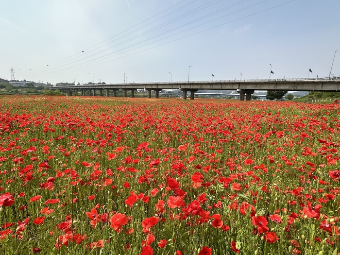 꽃양귀비 붉은 물결치는 나주 영산강…전국노래자랑, 영산포 홍어·한우축제 등 5월 행사 풍성