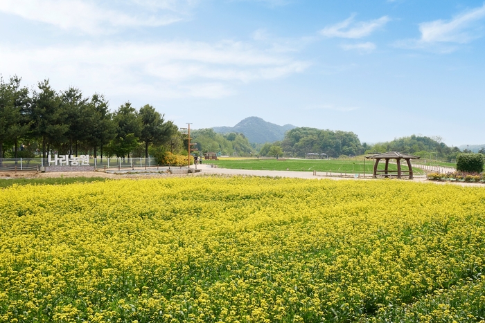 양주시 나리농원 유채꽃