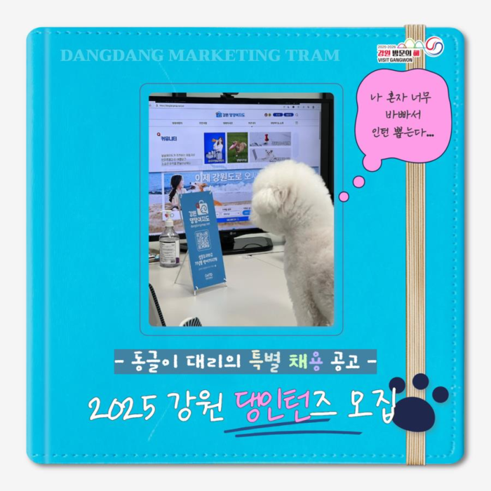 강원 댕턴즈 모집 홍보