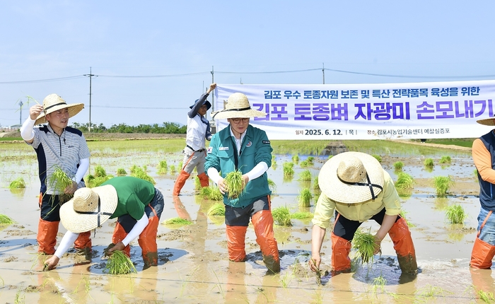 김포시 토종벼 품종 '자광미' 개발 및 브랜드마케팅에 집중