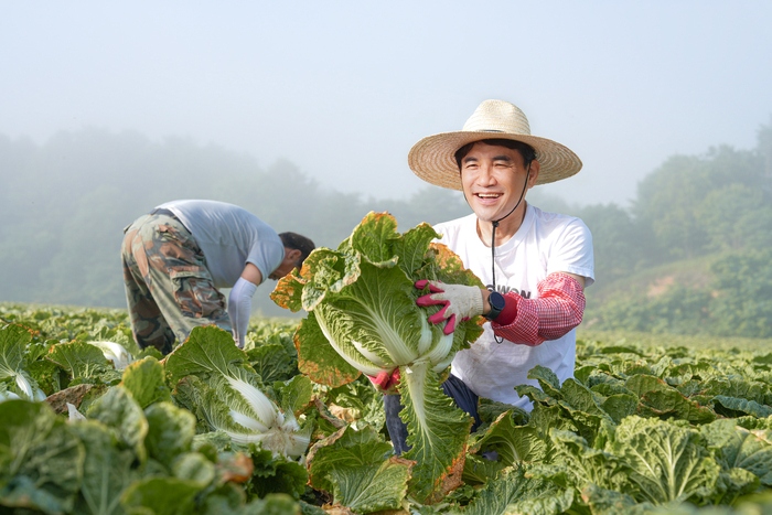 평창 고랭지 배추밭 찾아 수확 체험