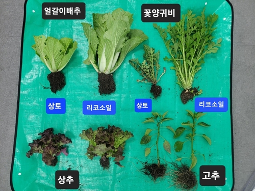 리코소일 활용 수확물 비교
