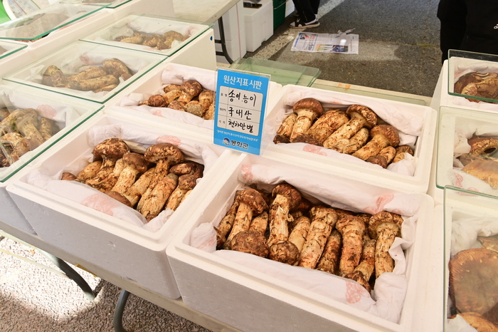 제29회 봉화송이축제