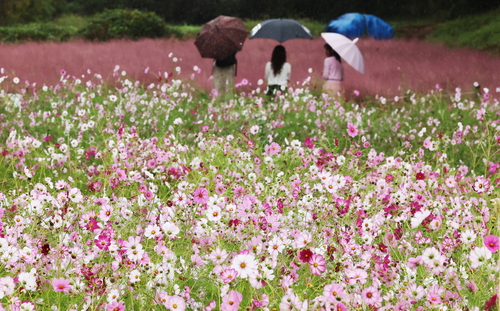 가을비가 내린 10일 경기도 의왕시 왕송호수 인근에서 시민들이 활짝 핀 코스모스와 핑크뮬리를 보며 가을 정취를 만끽하고 있다