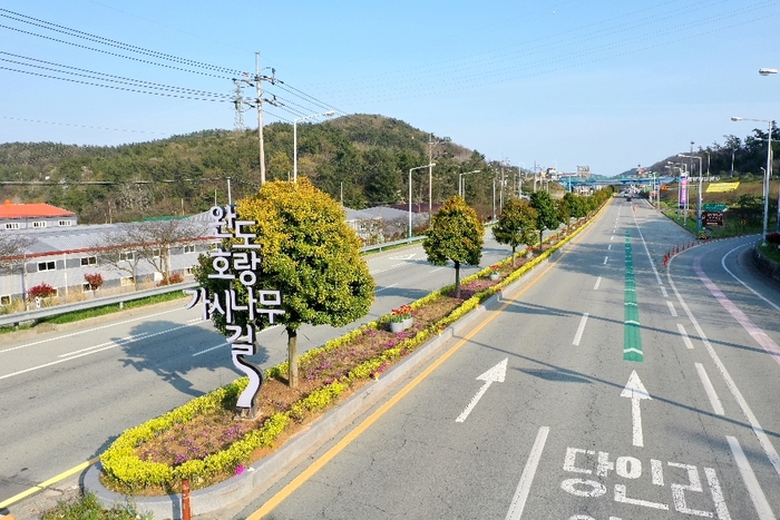 완도호랑가시나무 해안 경관 숲 조성한다!