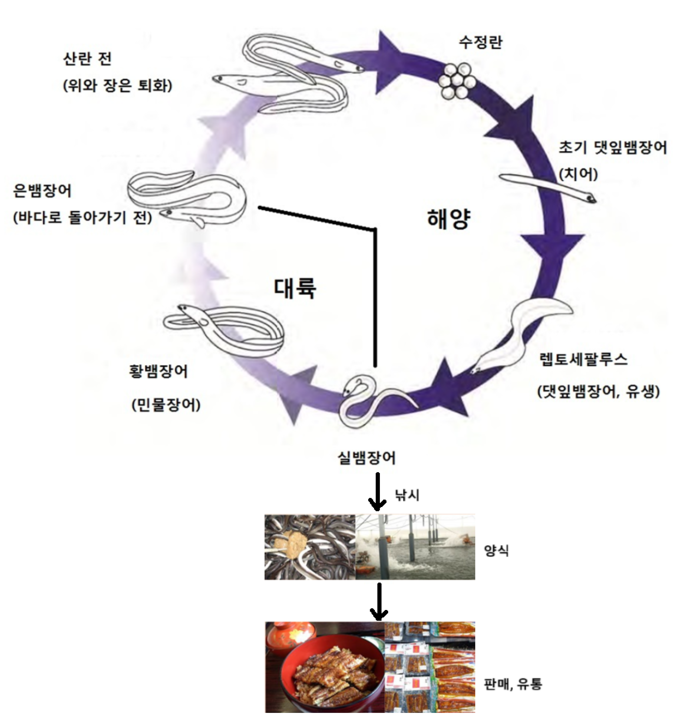 뱀장어 생활사