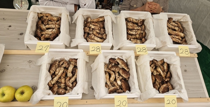 제29회 봉화송이축제
