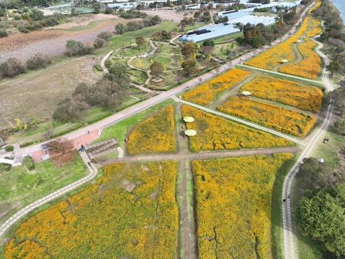 남양주시 물의정원 황화코스모스