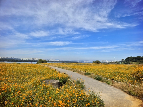 남양주시 한강시민공원(팔당지구) 황화코스모스