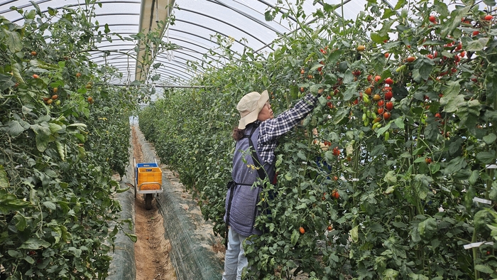 봉화 재산지구, 공동영농이 만든 '토마토·수박 대박 시즌'