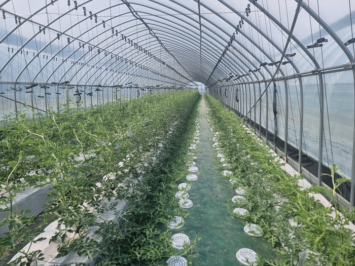 봉화 재산지구, 공동영농이 만든 '토마토·수박 대박 시즌'