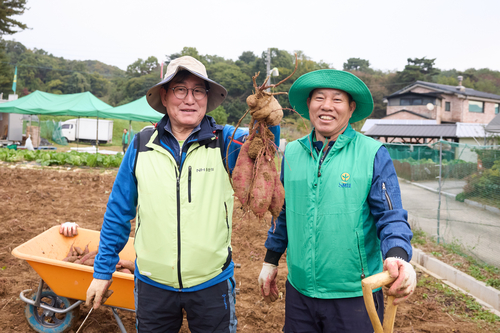 양주시 장흥면 새마을지도자회 26일 온정 나눔 고구마 수확