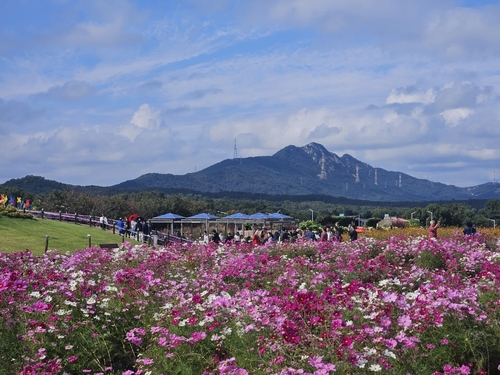 양주시 2025년 양주나리농원 가을 개장