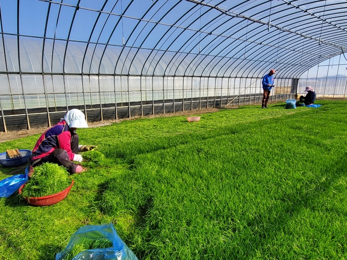 해남군“바다향 품은 간척지의 명품채소
