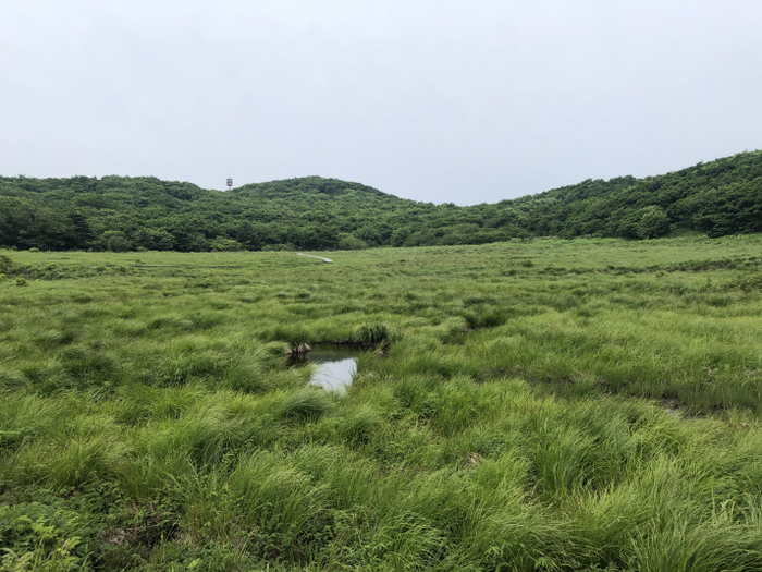 인제 대암산 용늪 산림유전자원보호구역