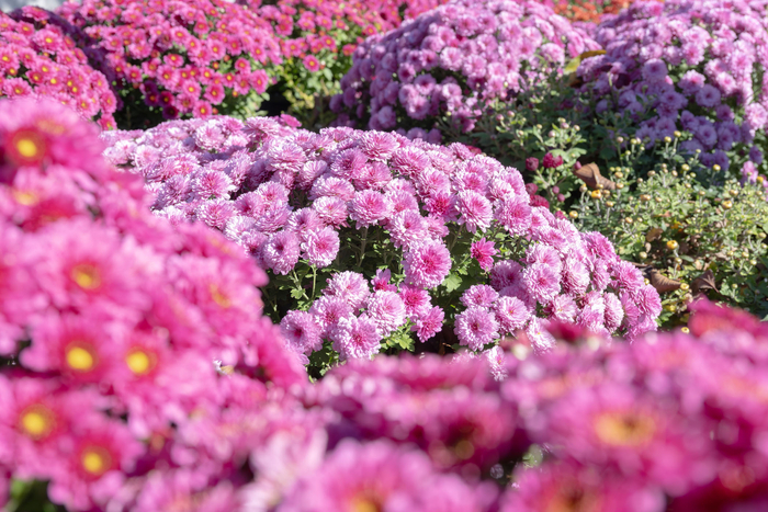 계룡산 동학사 '국화 길 여행' 축제 개막…가을 정취 만끽