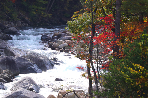 속초시 설악산국립공원 자락에 흐르는 계곡 옆으로 단풍이 물들고 있다.