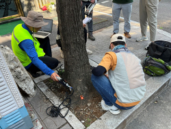 인천시, 가로수 일제조사...13만7000여 그루 정비