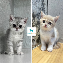 도그마루, 노르웨이숲·샴·랙돌고양이 분양가 확인 시 혜택 제공 이벤트 실시