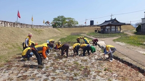 청도군 화양사랑노인자원봉사단, 청도읍성 꽃밭 조성활동 펼쳐