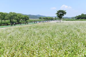 성남시 탄천 메밀꽃밭 장관, ‘하얀 눈꽃 내려앉은 듯한 진풍경’ 연출