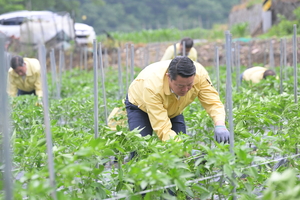 순창군, ‘청고킬’로 고추 청고병 예방 효과 뚜렷