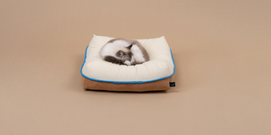 반려묘 라이프스타일 브랜드 ‘부티캣’, 고양이 방석 부티블랙홀 선보여