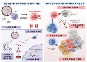 KAIST, 차세대 고형암 치료 기술 개발…“기존 면역세포 치료 한계 극복”