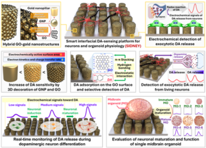성균관대, 살아있는 뇌세포 ‘도파민’ 탐지 플랫폼 개발