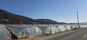 성주 참외 하우스에 ‘무기성 오니’ 성토 논란