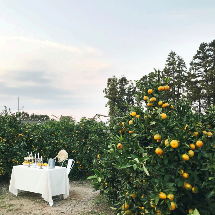 0_메종 글래드 제주_아날로그 제주 패키지_감귤밭