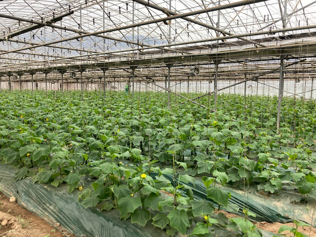 군위 오이 ICT기술