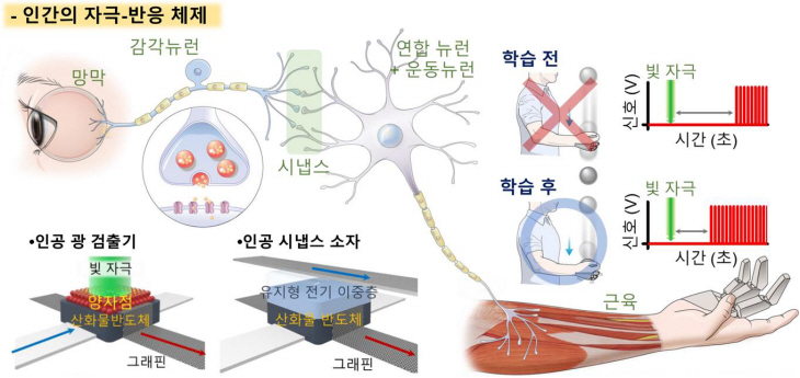 인간자극반응체제모식도