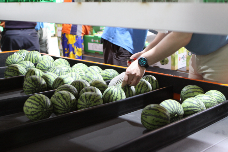 진천군, 애플수박 첫 출하 모습