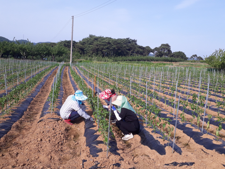 고추주산지 작황 조사