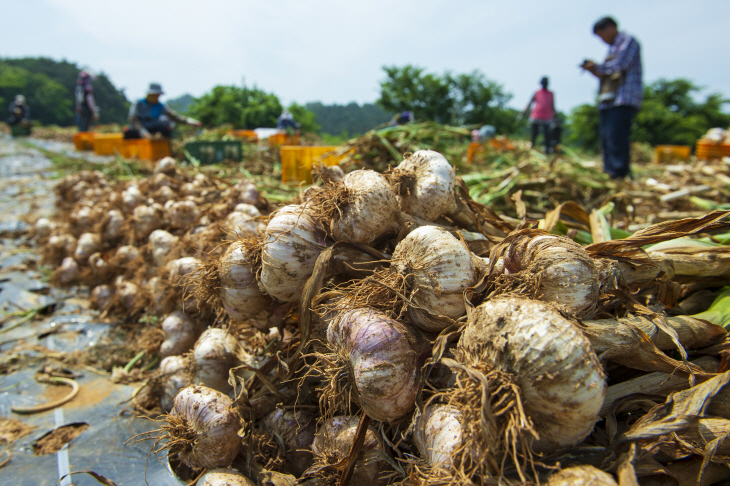 홍성마늘 모습