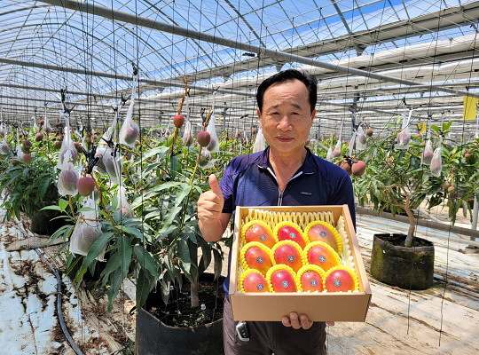 김해시 “아열대 과수 김해産 ‘애플망고’ 맛보셨나요?”