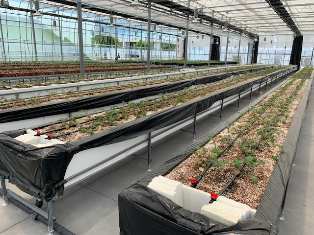 거베라 수경재배