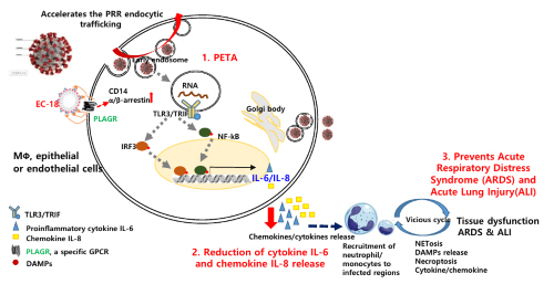 신약개발물질 'EC-18'의 PETA 작용기전