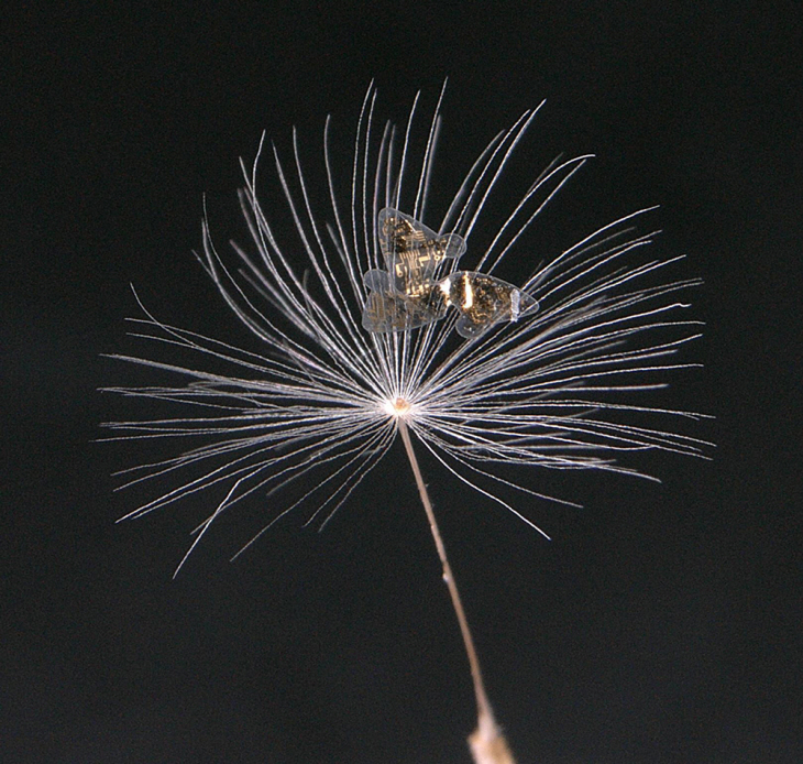3차원 전자소자가 민들레 씨앗과 함께 있는 사진 이미지