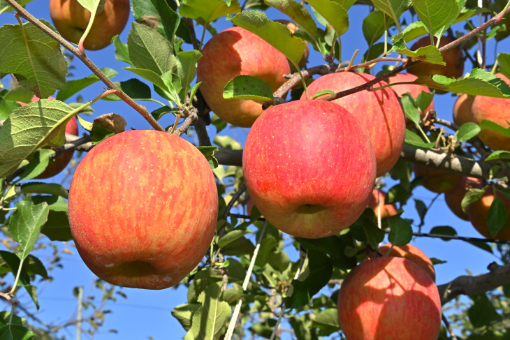 빨갛게 익은 봉화사과