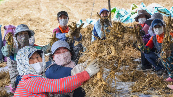 풍기인삼 채굴 장면