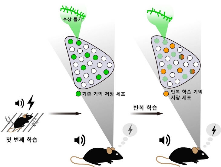 조건화 학습으로 재배치되는 기억 엔그램